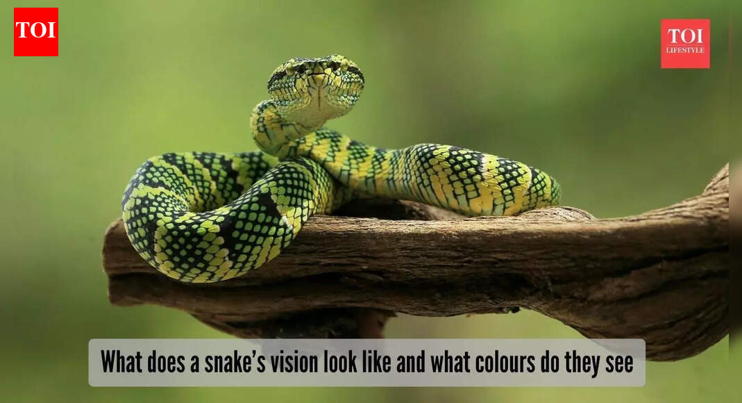 From Vine snake to Golden Tree snake: What does their vision look like and why do snakes see colours differently?