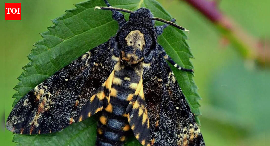 Meet the moth with a human skull on its back: Inside the mysterious world of the death’s-head hawk moth