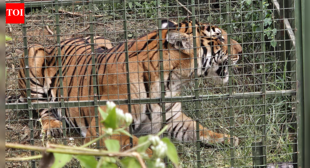 Nilgiris’ cattle-hunting tiger captured, relocated