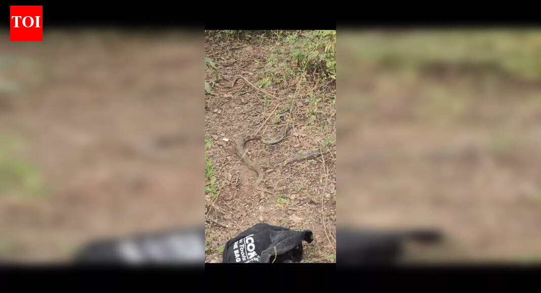 Snake rescue operation: Russell’s viper rescued from Palamu village; Local wildlife officers emphasize need for rodent control