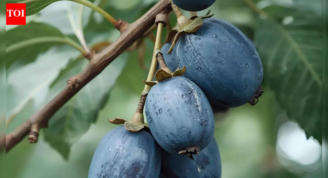 This fruit appears bright blue but contains zero pigment: Scientists shocked by this discovery