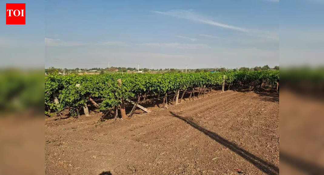 Grape farmers get relief after stir threat