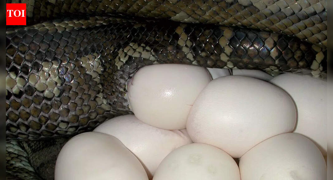 How this snake thrives on an egg-only diet and without any venom