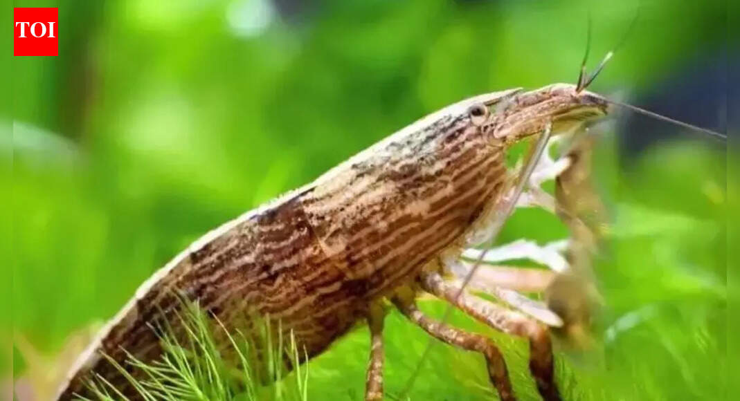 Bamboo shrimp rediscovered in India after 72 years revealing hidden freshwater biodiversity and its habitat