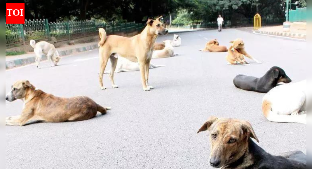 Bengaluru schools oppose stray dog count order