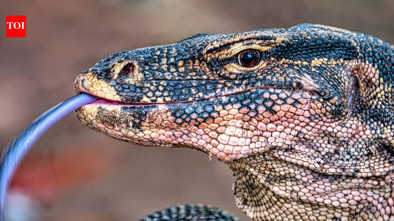 How this rare island reptile became the world’s biggest lizard and a ...