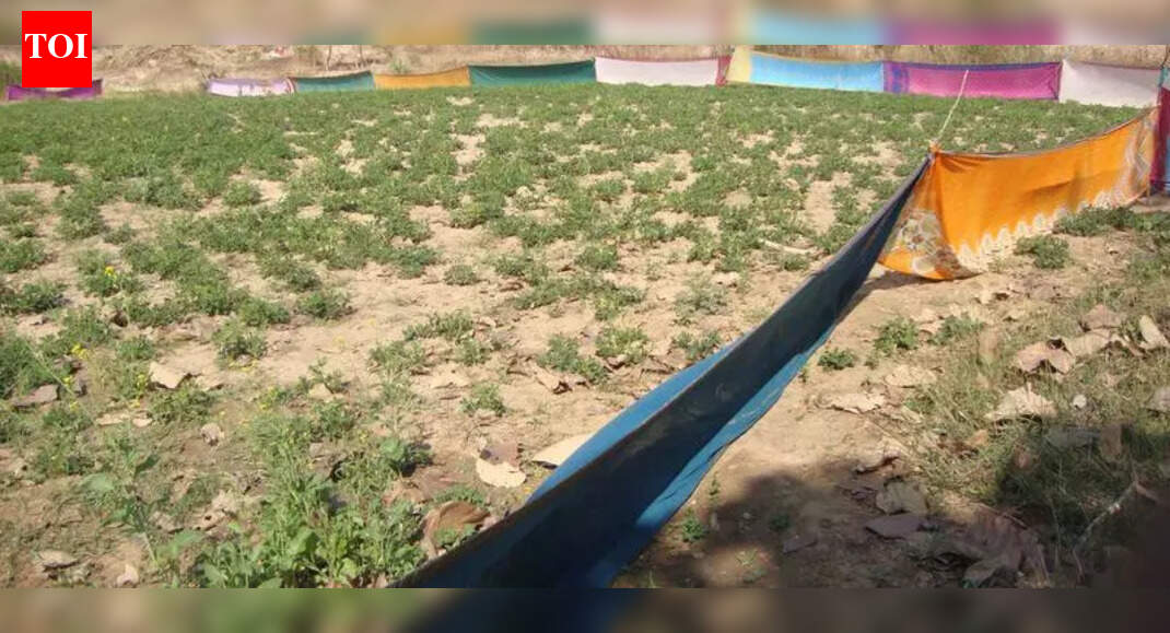 Bidar farmers use ‘sari fencing’ to protect crops from wild animals