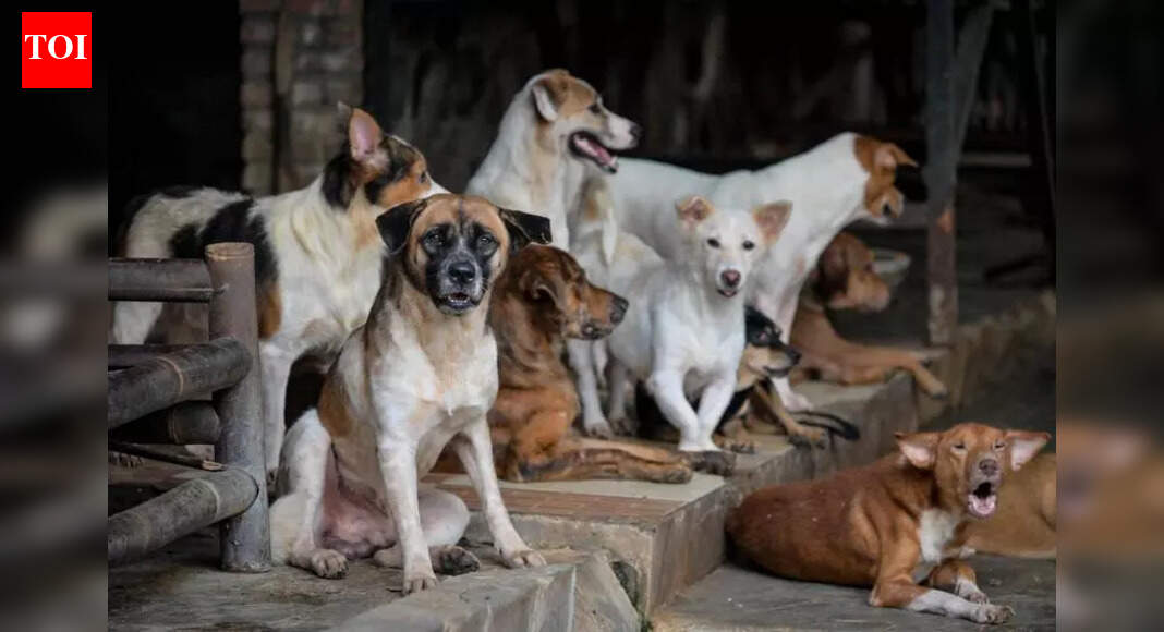 Mumbai: 1 lakh animal lovers speed post SC, to save the stray dogs from Nov 7 order