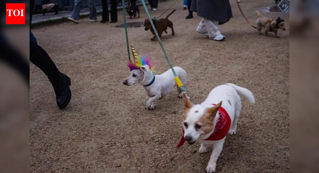 Thane municipal corporation launches online pet registration system for dog owners