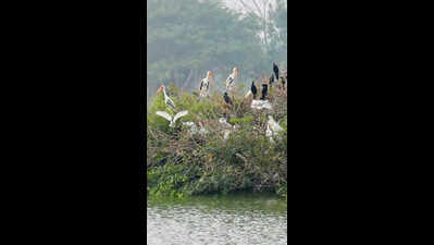 City’s secret spots turn safe haven for migratory birds
