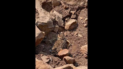 Birder alerts about Rock Eagle Owl nest; quarrying stopped for a month