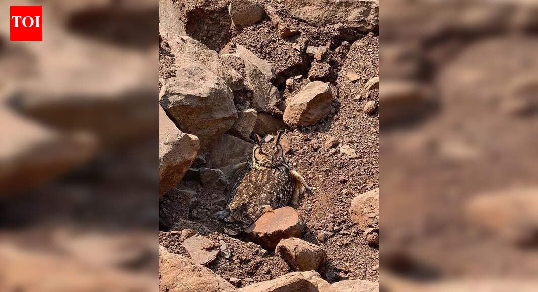 Birder alerts about Rock Eagle Owl nest; quarrying stopped for a month