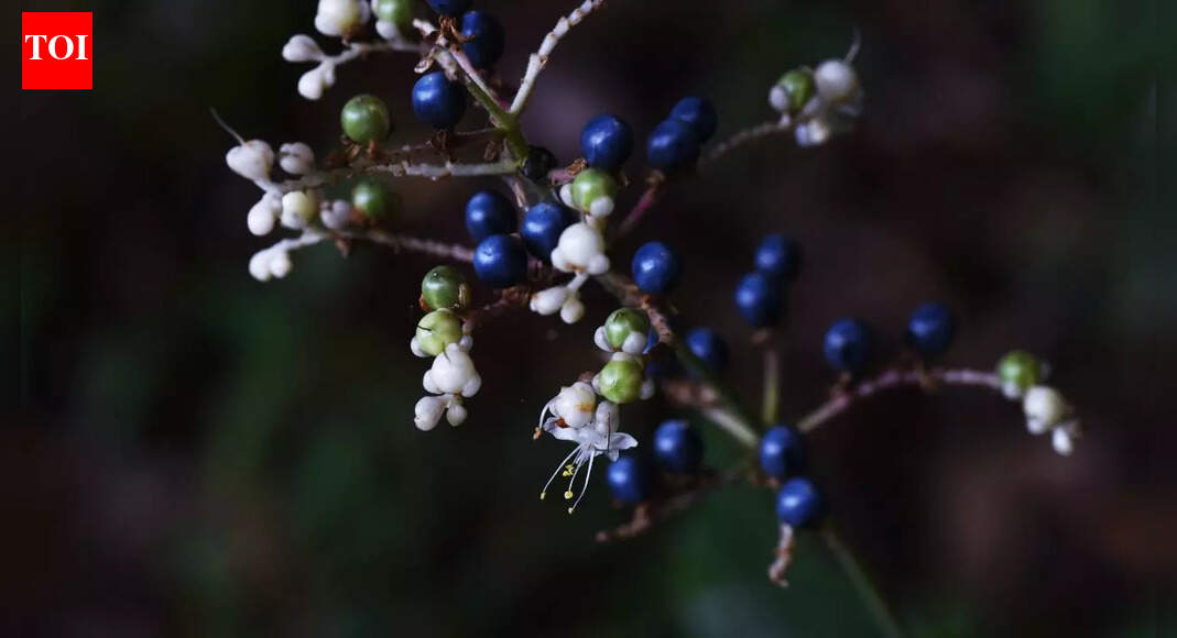 This tiny African berry looks alien-blue and it has zero pigment
