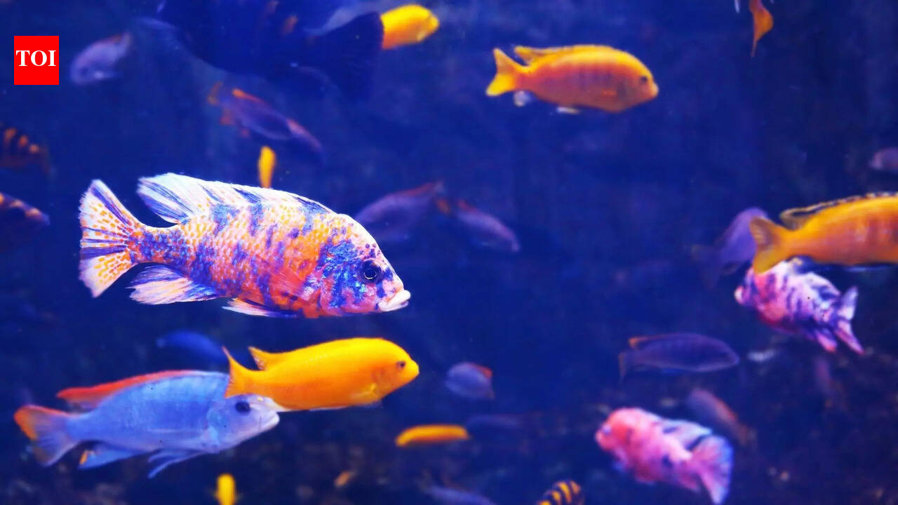 8 small fish that are fun and easy to care for