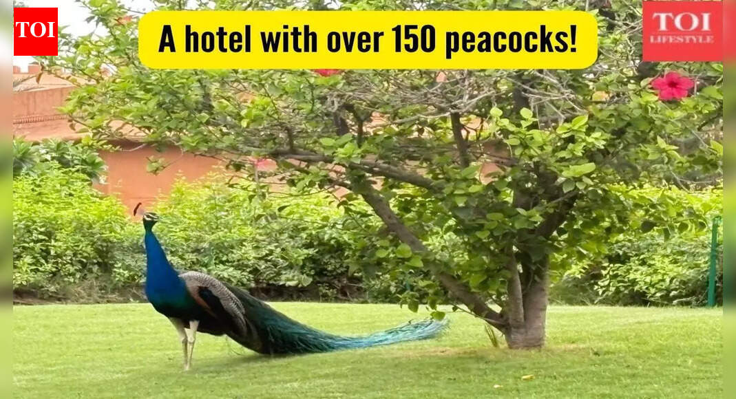Honest Review: This hotel in Jaipur has almost 150 peacocks and a 300 year old Shiva temple but what made me choose it was......