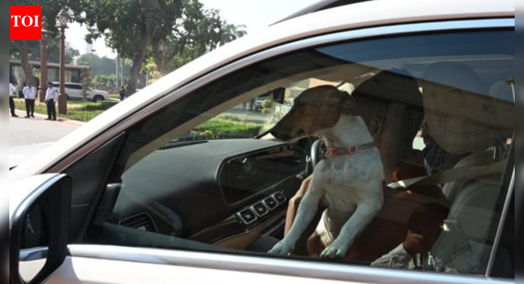 <div>'Is there any law?' Congress MP Renuka Chaudhary sparks row by bringing stray dog to Parliament; BJP slams ‘tamasha’</div>