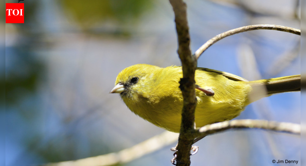'If we don’t break that cycle …': It’s raining 'mosquitoes' over Hawaii — here’s the reason why