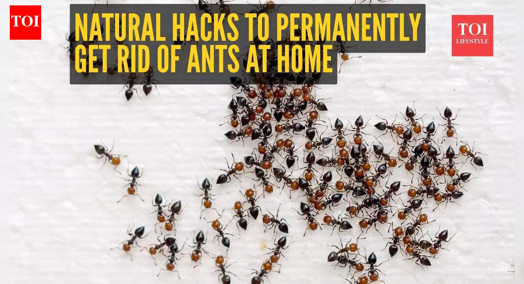 10 most effective natural hacks to permanently get rid of ants at home
