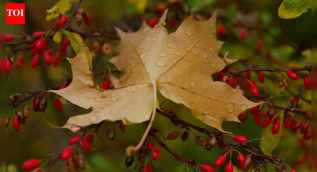 Berberine: The viral “nature’s Ozempic” for weight loss; here’s what the research actually says
