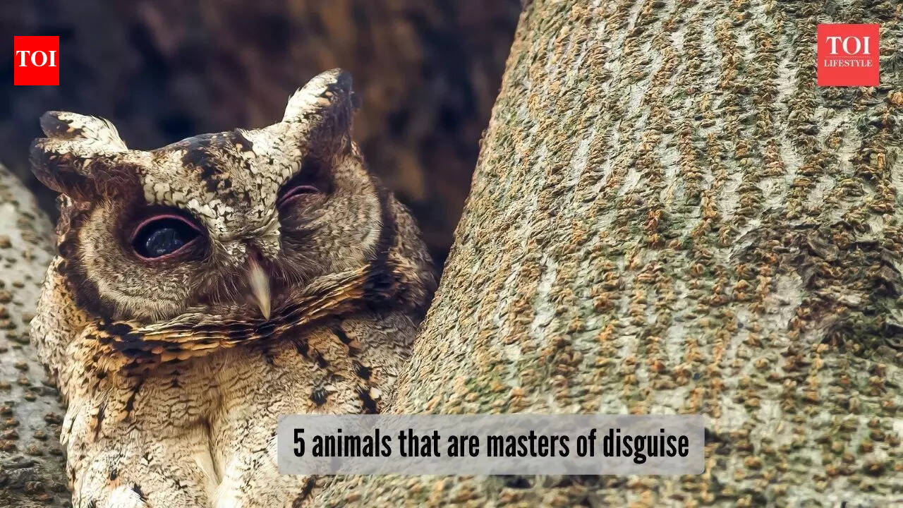 5 animals that camouflage so perfectly that they almost become invisible