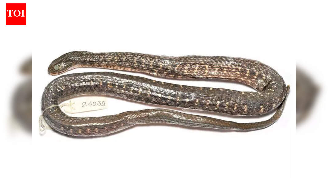 ‘Chinese’ keelback species not so Chinese after all, find scientists of ZSI