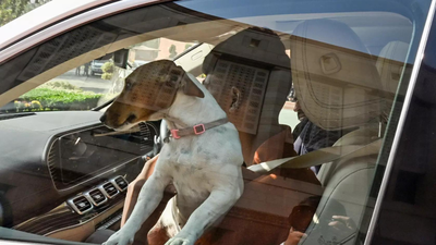 Winter session: MP makes a statement with a stray, sets off a dogfight