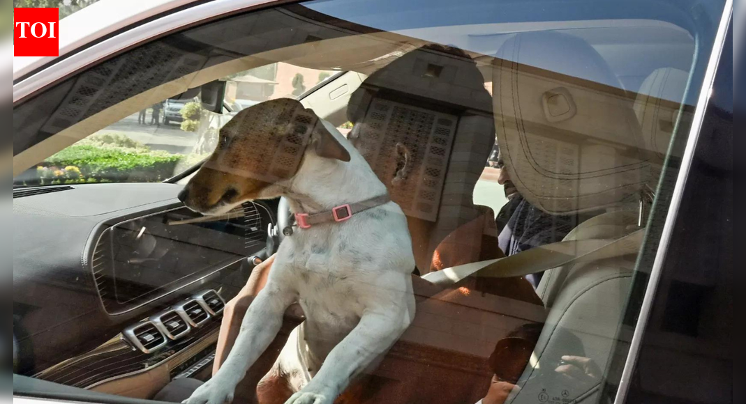 Winter session: MP makes a statement with a stray, sets off a dogfight