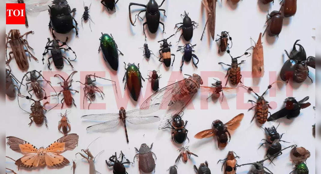 Meet the world’s deadliest insects that are surprisingly more dangerous than you think