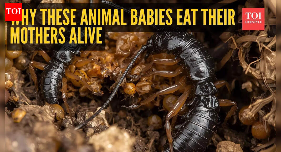 The dark side of parenting in the animal world– why these animal babies eat their mothers alive