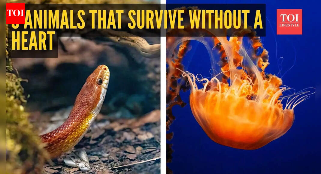 8 animals that survive without a heart and how they do it