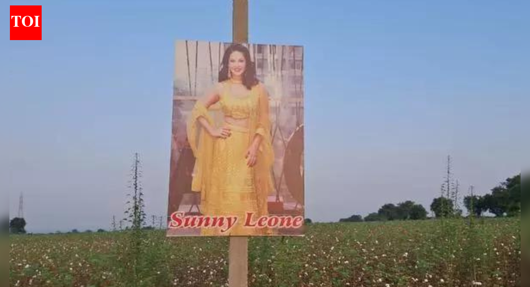 Farmers turn to Sunny Leone posters to protect crops from ‘evil eye’