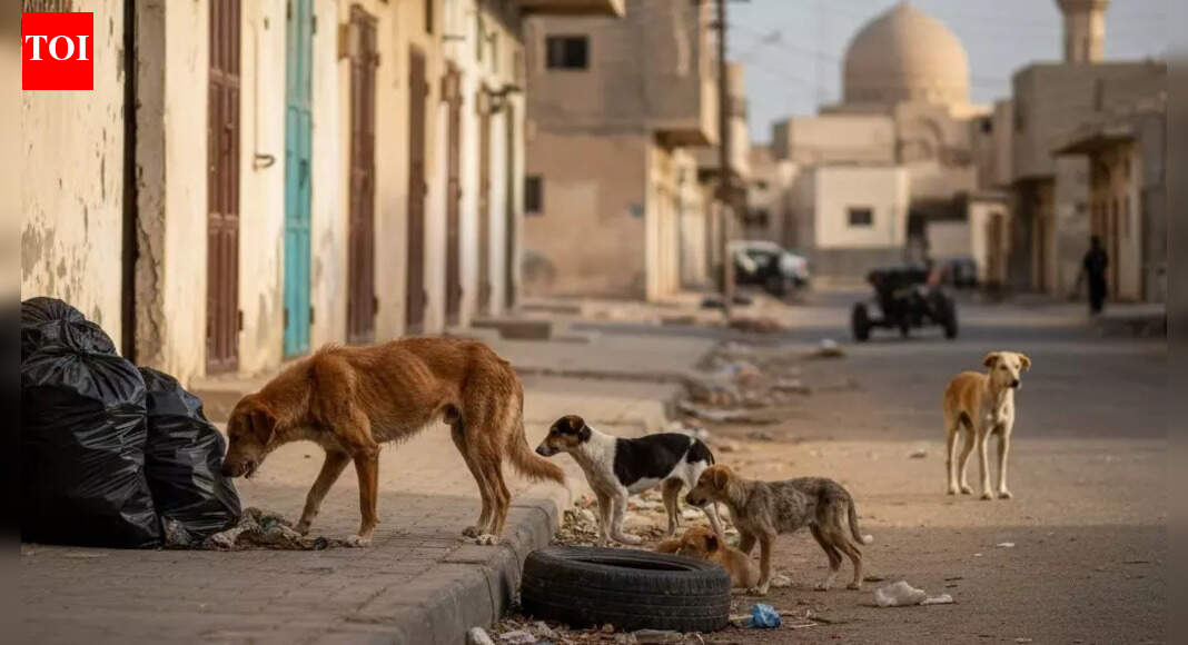 Kuwait to ban commercial import of dogs and cats — what it means for pet owners and neighbours