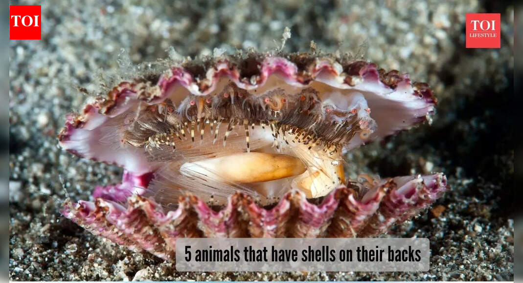 ​Nature’s smartest travellers: 5 animals with homes on their backs​