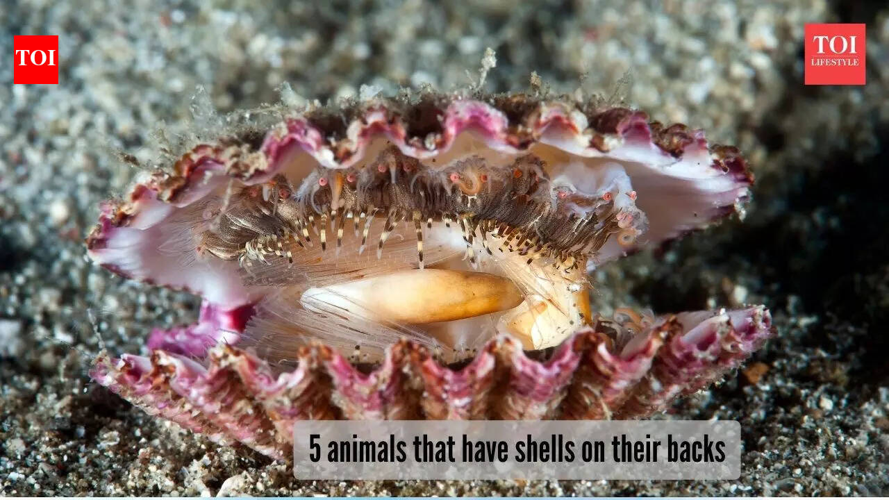 Nature’s smartest travellers: 5 animals with homes on their backs