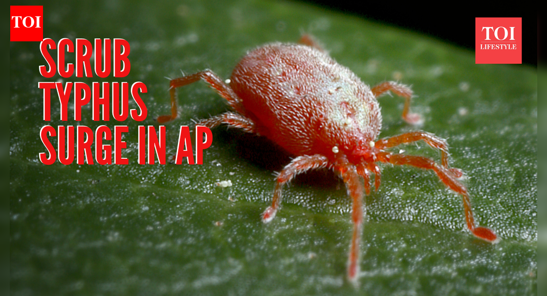 Andhra Pradesh reports surge in scrub typhus cases: Understanding its symptoms and how it is a growing threat for India