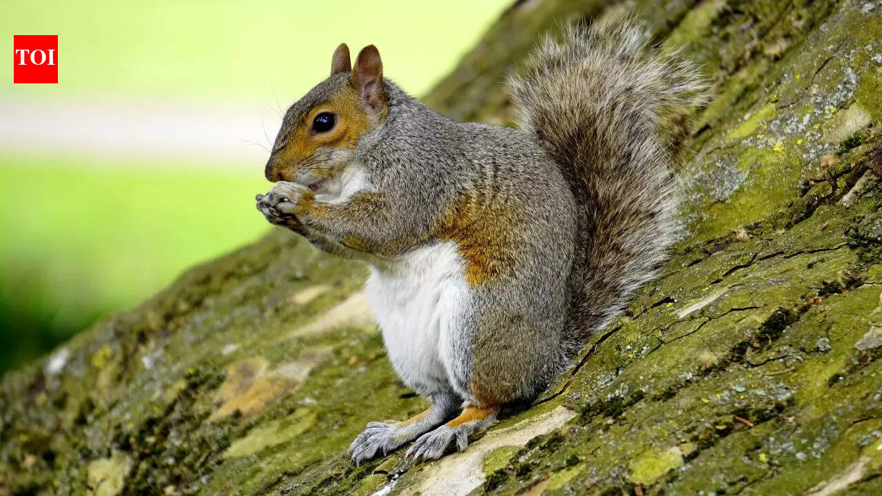 8 animals whose names start with the letter “S”