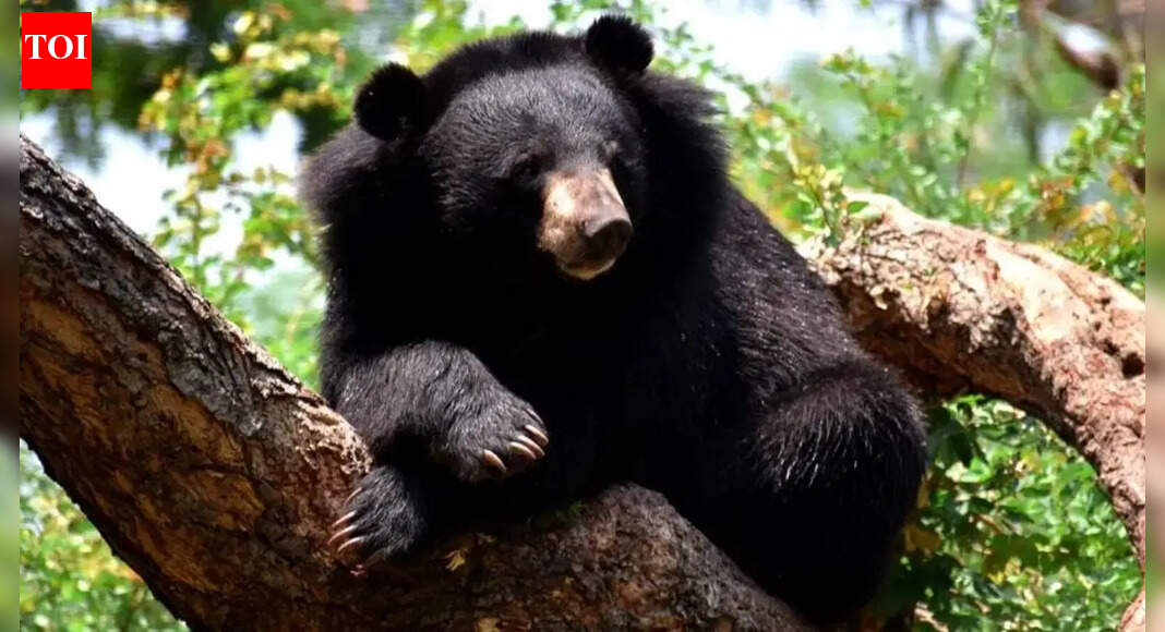 Himalayan black bear enters Kashmir University, SKIMS; wildlife dept sets trap cages