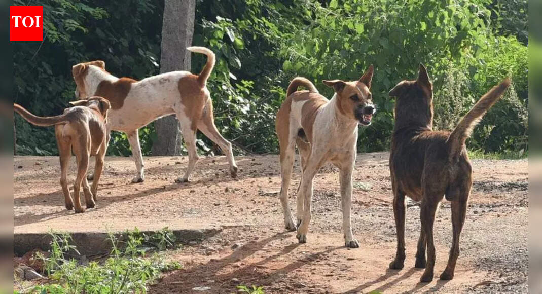 AMC to deploy nodal officers as city readies for stricter stray dog rules