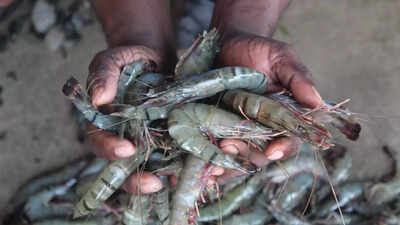 Exports of shrimps get a boost after EU decision