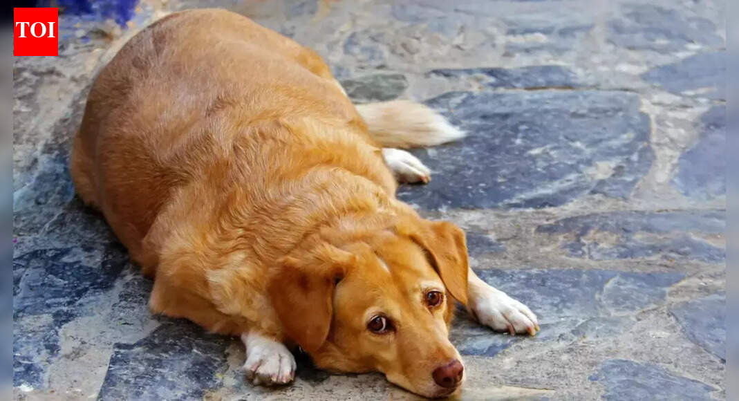 Ozempic for pets: Will weight loss drugs turn pet cats and dogs miserable?