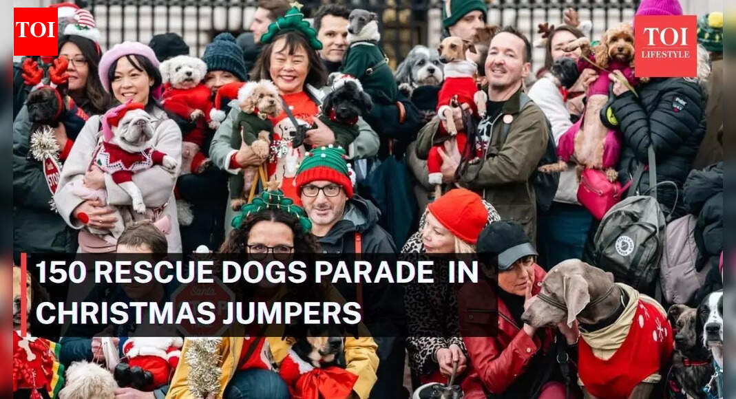 Over 150 rescue dogs spread Christmas cheer in London parade | - The Times of India