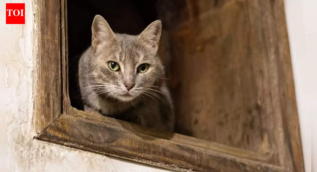 Could domestic cats have spread to Europe only 2000 years ago? Study reveals their journey from North Africa