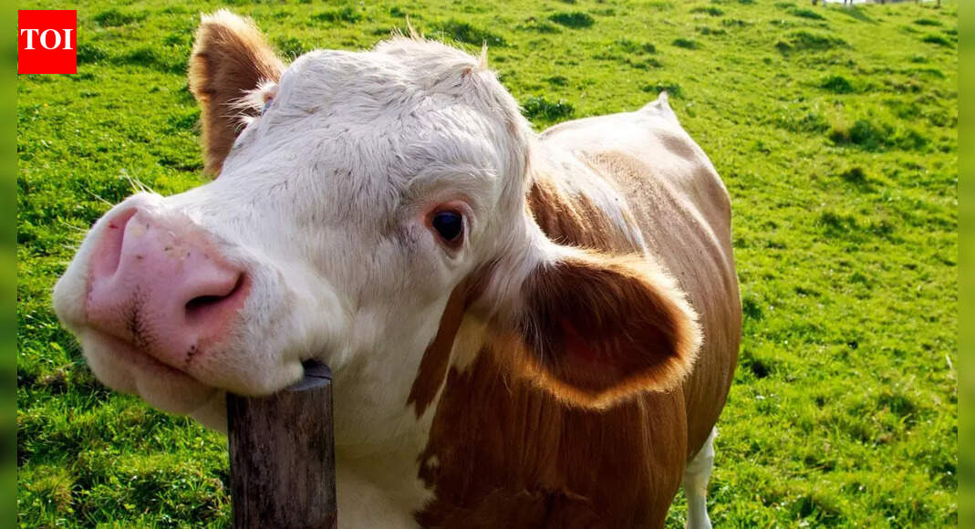 5 adorable reasons cows act like playful grass puppies