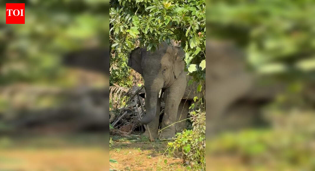 Expert panel cites ecological concerns, elephant relocation halted