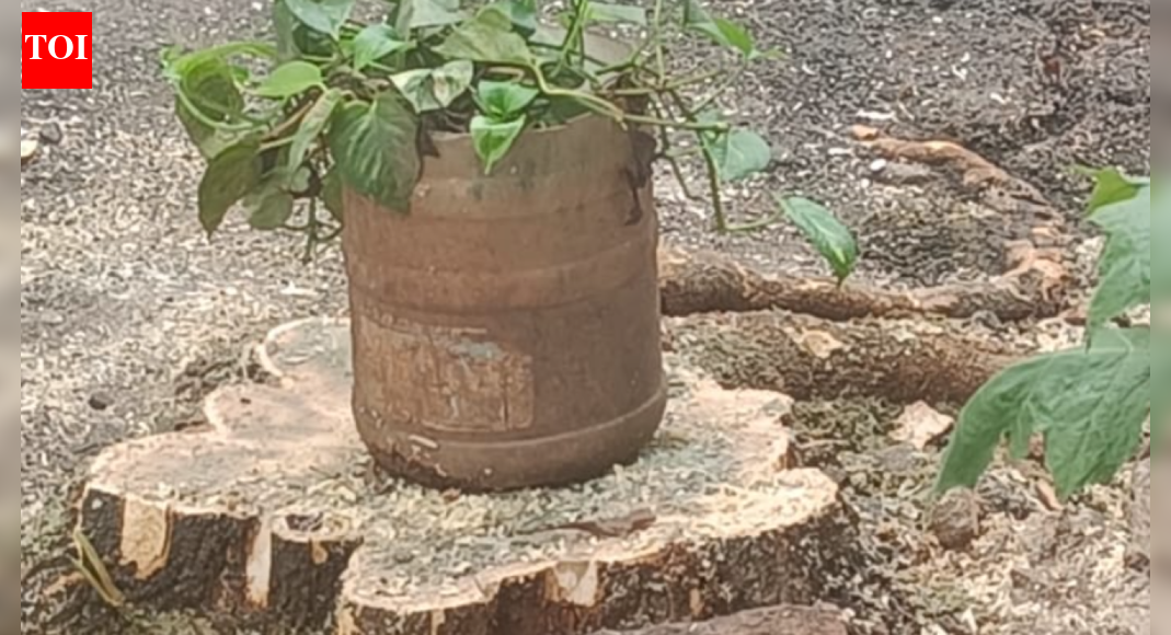 Salem police begin probe into felling of tree ‘without permission’