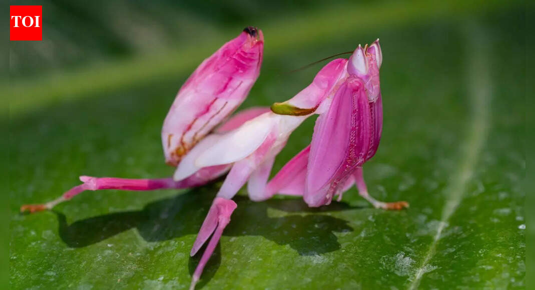 6 insects that look exactly like flowers and twigs at first glance
