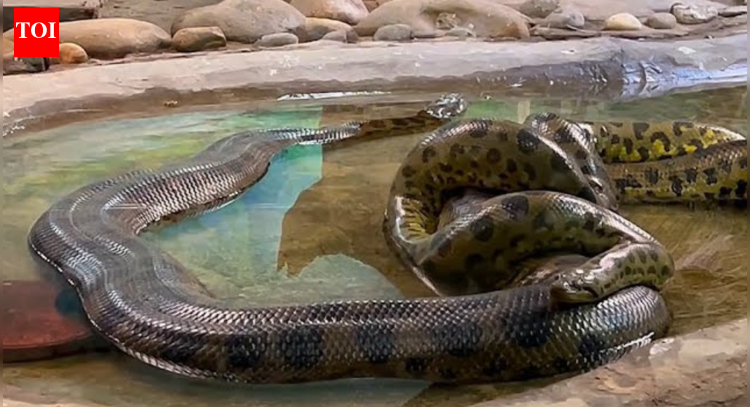 Ancient giant that never shrank: Study shows Anacondas have been massive for 12 million years