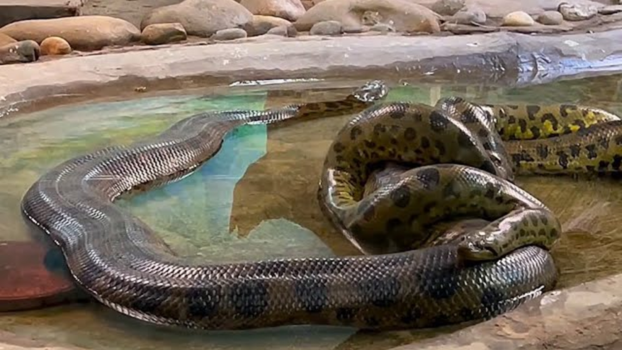 Are There Anacondas In Colombia