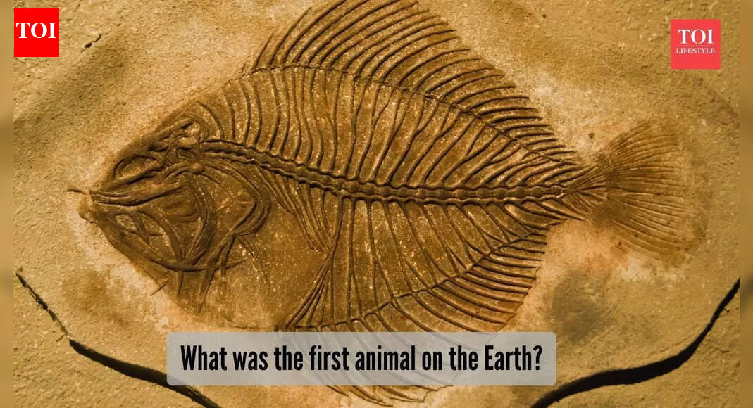 What was the first animal on the Earth and it’s not what you think!