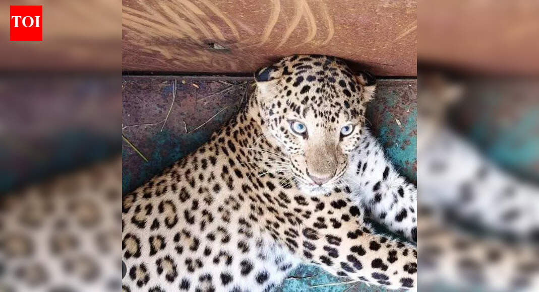 Leopard injures 12 in Rohtas; captured after 3-hr operation